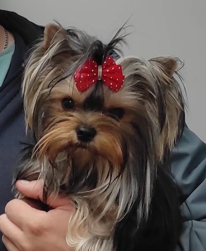 DZHESSI &mdash; Labaza DogPedigree YorkshireTerrier